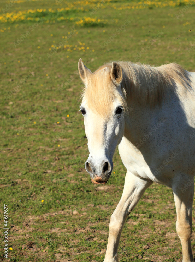 portrait of a young white horse in a meadow