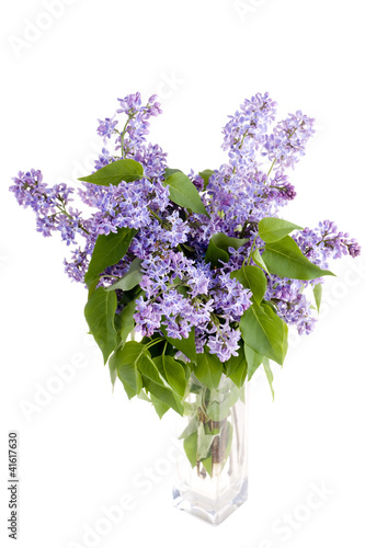 lilac flower in vase