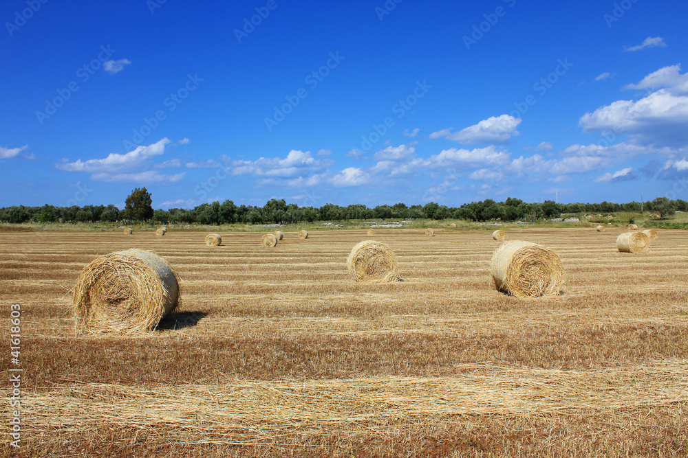 Fototapeta premium Field of bales