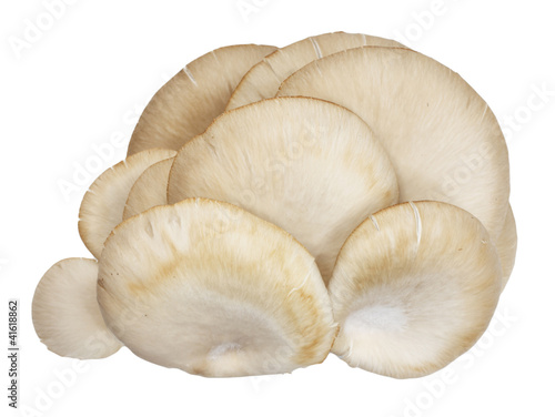 Oyster mushrooms on a white background