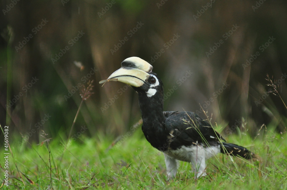 Obraz premium Oriental-pied Hornbill on ground