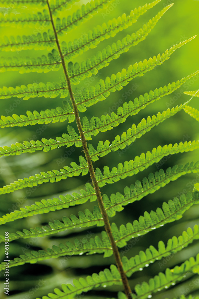 leaves of fern leaves of fern