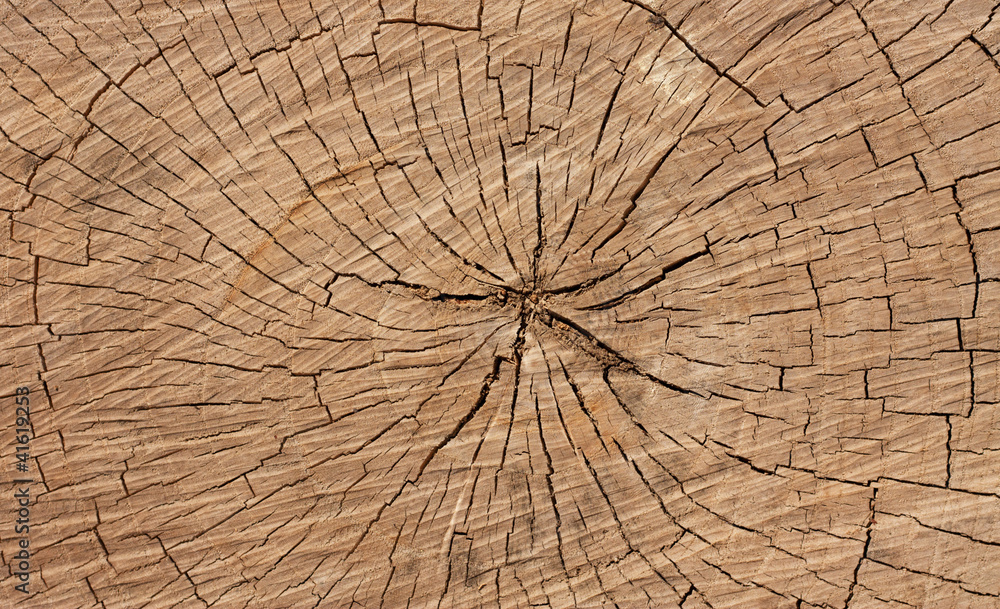 Fototapeta premium słoje drzewa jako tło