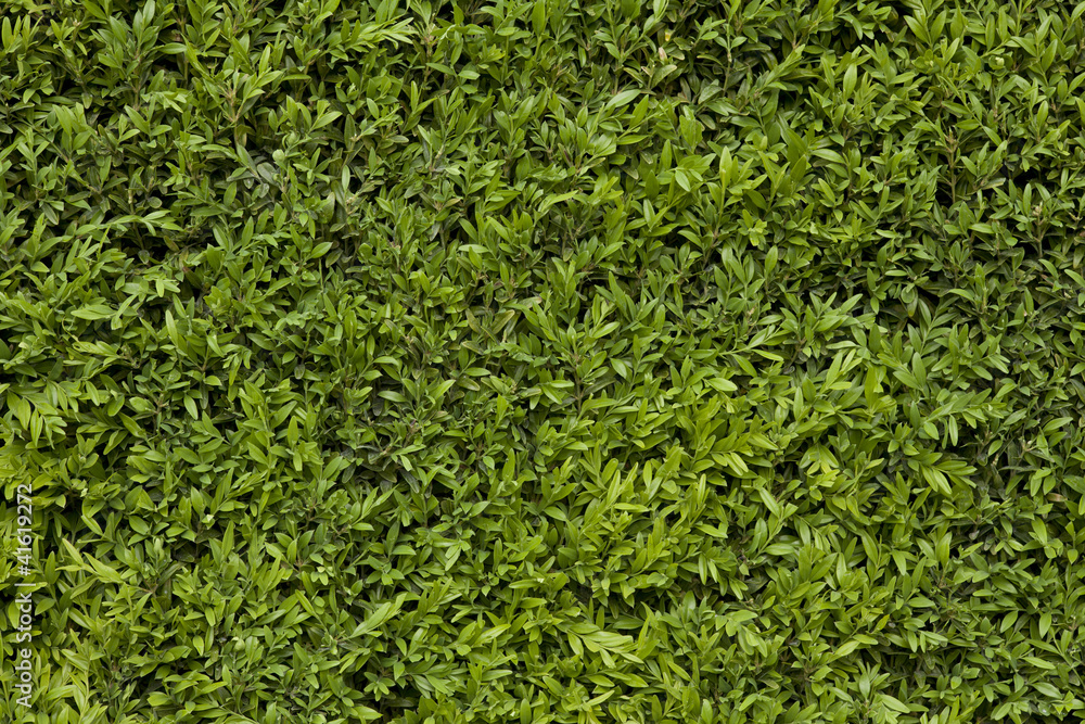 green leafy background green leafy background