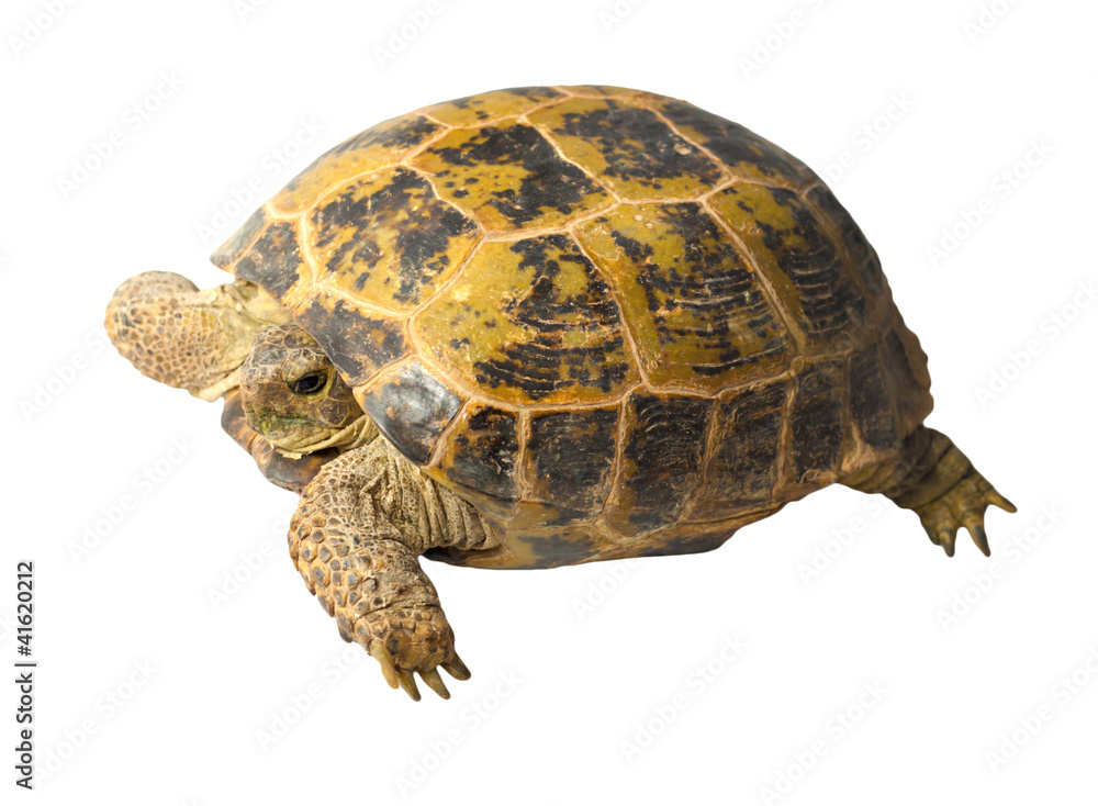 Naklejka premium terrapin