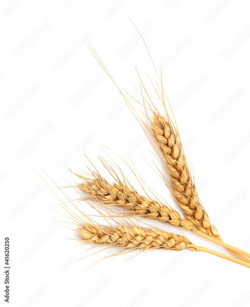 sheaf of dried ears of corn isolated on white sheaf of dried ears of corn isolated on white