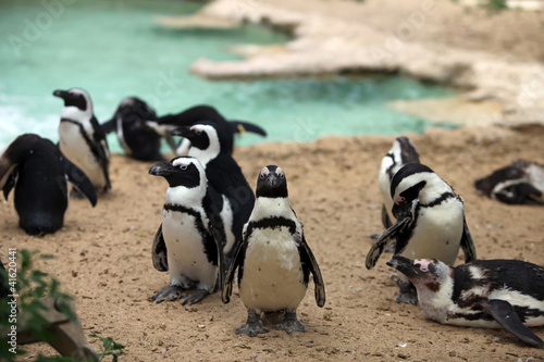 Flock of penguins © Tatiana Belova