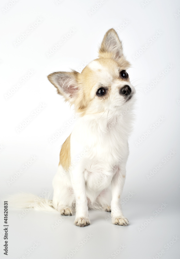 chihuahua dog with  funny tilting head