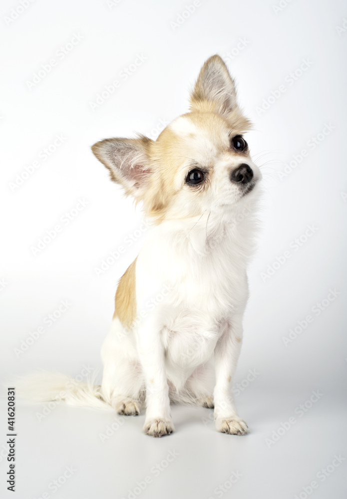 chihuahua dog with funny tilting head chihuahua dog with funny tilting head