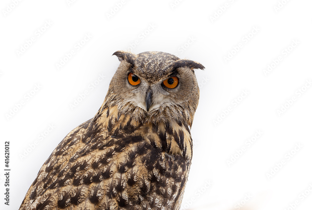 Fototapeta premium Buho