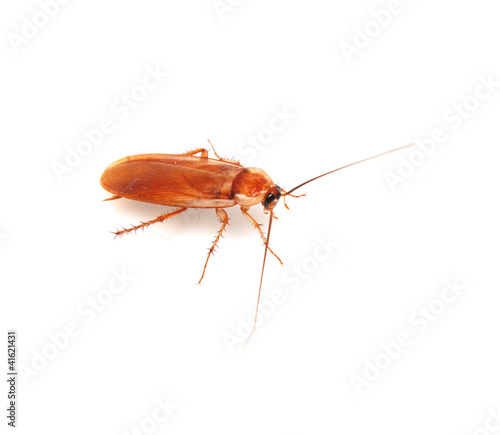 cockroach on white background © schankz