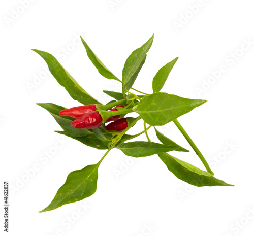 Little red hot Hawaiian Chile Peppers