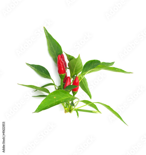 Little red hot Hawaiian Chile Peppers