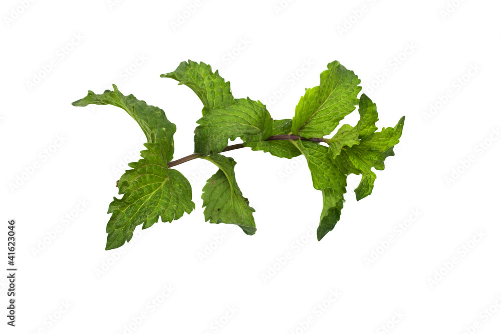 Naklejka premium mint on a white background