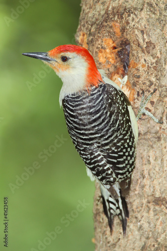 Male Red-bellied Woodpecker (Melanerpes carolinus)