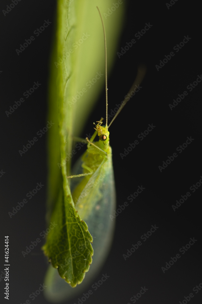 Chrysopidae