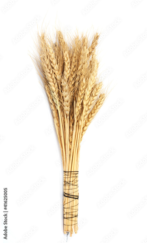 Fototapeta premium wheat isolated on white