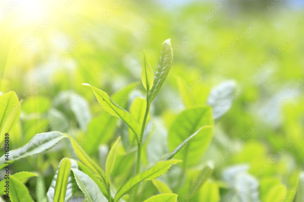 Close-up green tea bud and leaves in Tea plantations Close-up green tea bud and leaves in Tea plantations