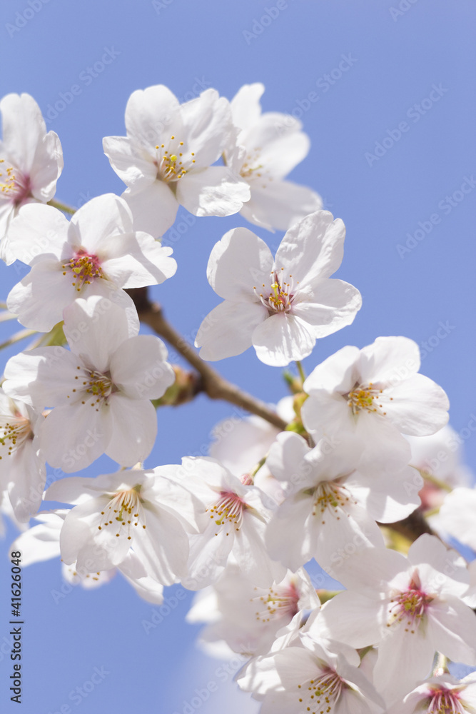 サクラ 染井吉野の花 サクラ 染井吉野の花
