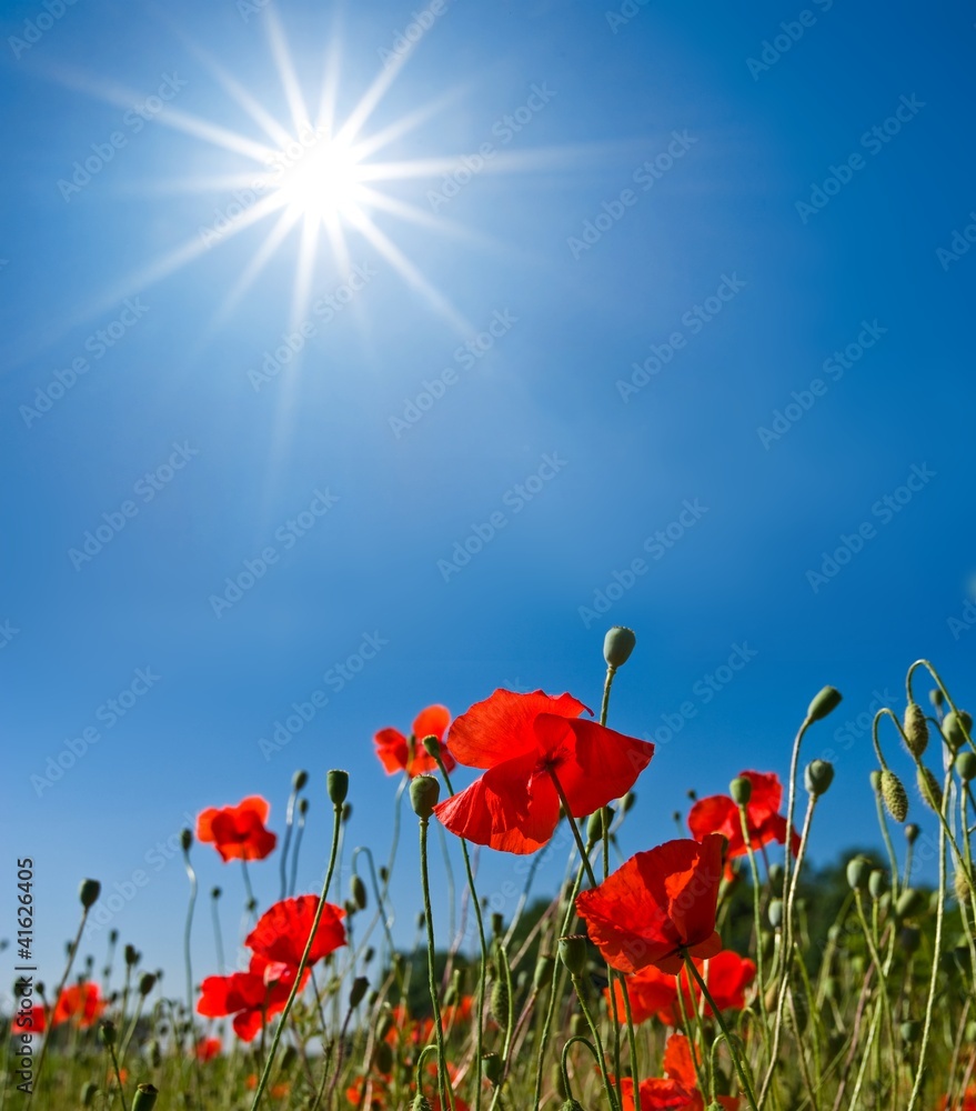 Fototapeta premium red poppies under a sun