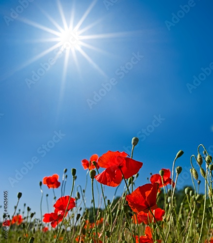 Fototapeta Naklejka Na Ścianę i Meble -  red poppies under a sun