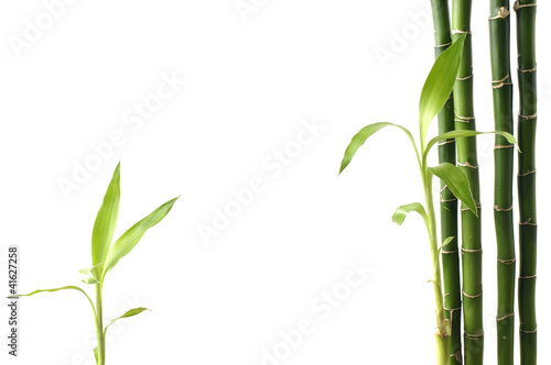 Fototapeta Naklejka Na Ścianę i Meble -  design of lucky bamboo trees,