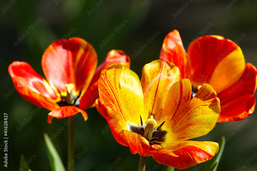 Tulips on flowerbed