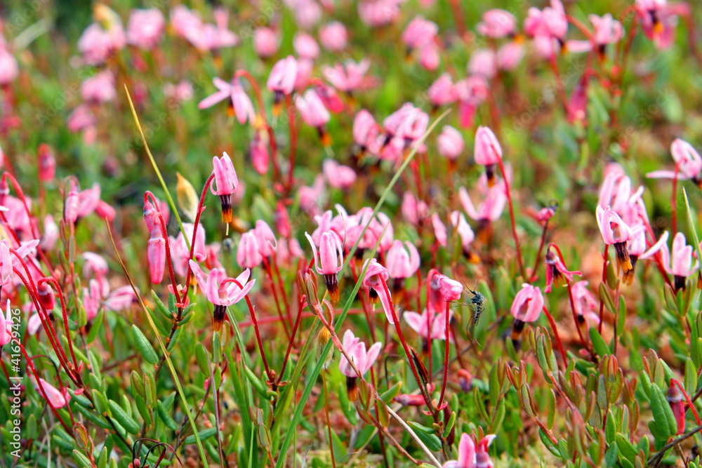 Fototapeta premium Blossoming cranberry