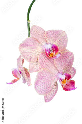 Pink orchid