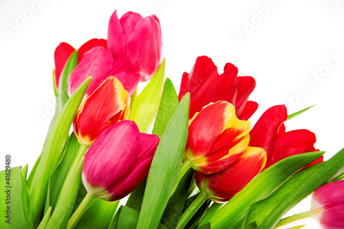 Fototapeta Naklejka Na Ścianę i Meble -  tulip flowers