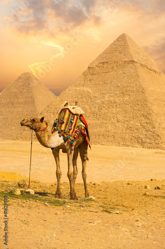 Tied Camel Standing Front Pyramids V