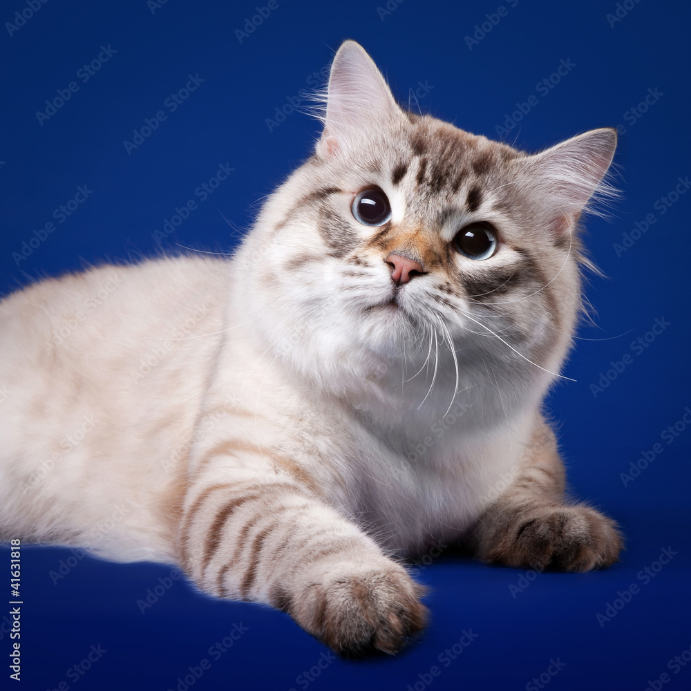 Young siberian cat on dark blue background