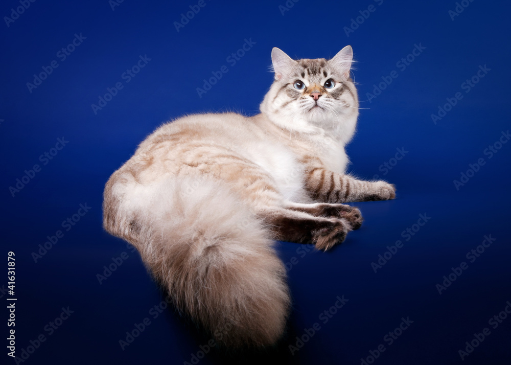 Young siberian cat on dark blue background