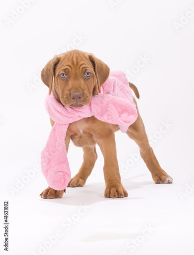 adorable little rhodesian ridgeback puppy wearing a pink coat