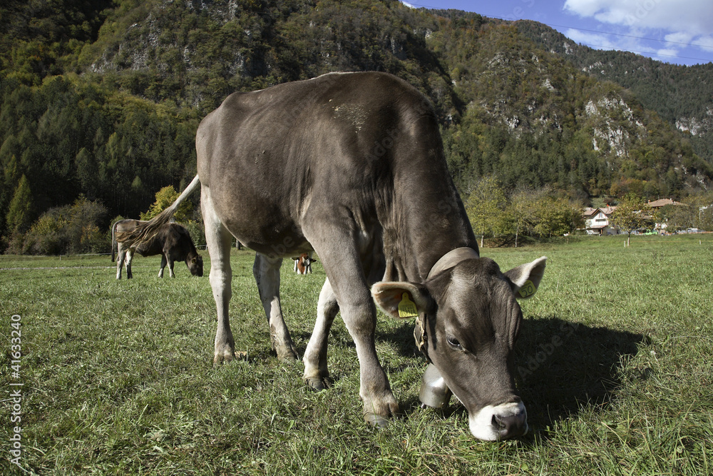 mucche al pascolo, Trentino Altoadige mucche al pascolo, Trentino Altoadige