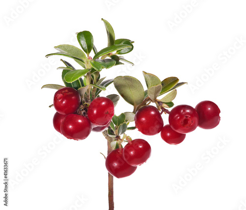 Slika na platnu bright red isolated cowberries