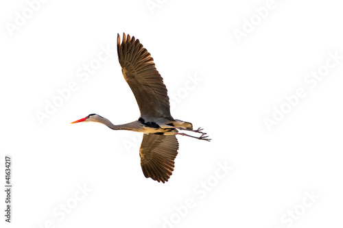Flying Grey Heron, isolated...