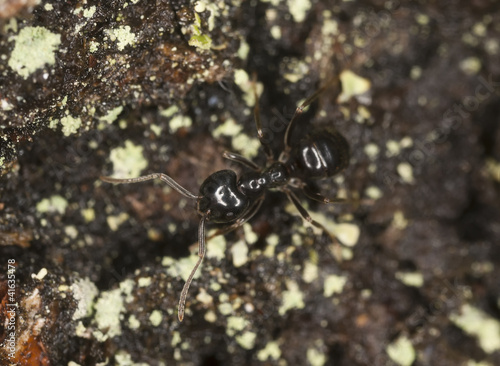 Shiny black wood ant, Lasius fuliginosus on wood photo