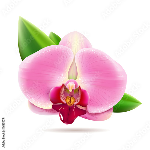 Fototapeta Naklejka Na Ścianę i Meble -  Beautiful orchid pink flower. vector illustration