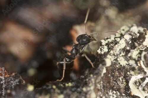 Shiny black wood ant, Lasius fuliginosus on wood © Henrik Larsson