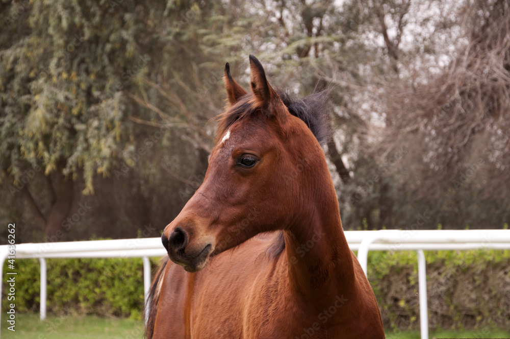 Bay arabian foal