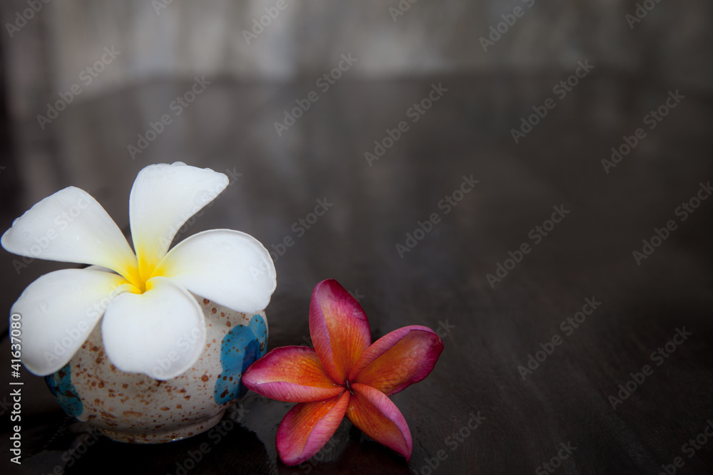 white and red frangipani flowers on wet floor white and red frangipani flowers on wet floor