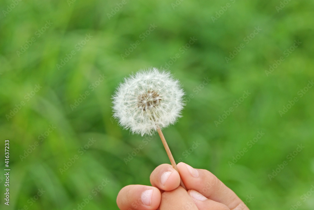 Fototapeta premium fluff of a dandelion