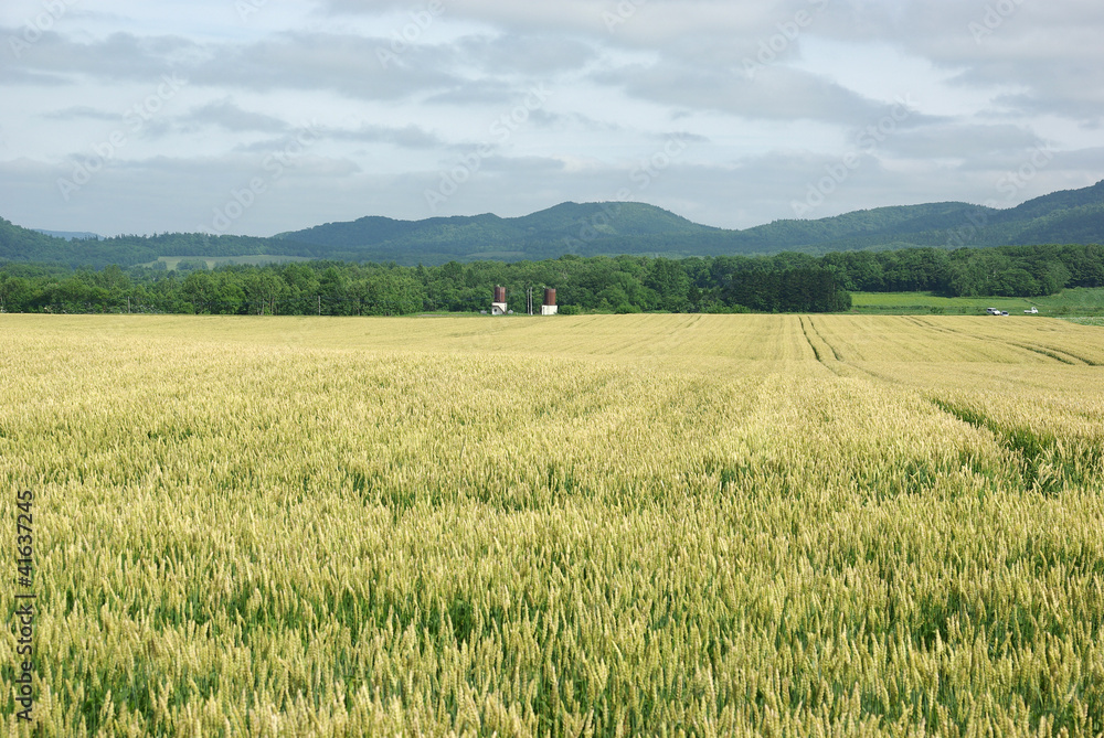fields of wheat