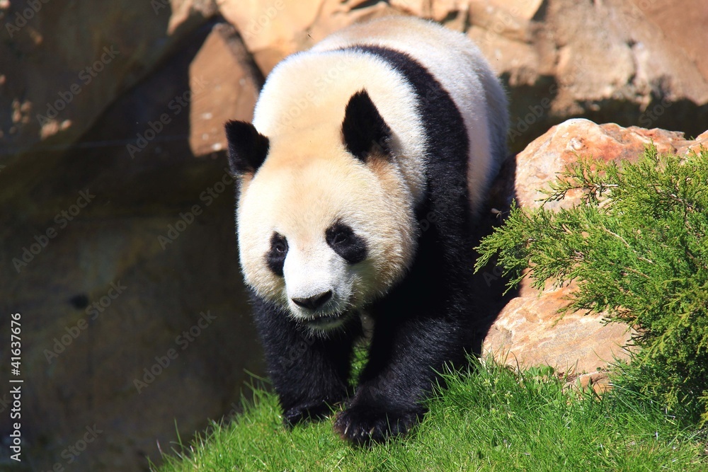 Fototapeta premium Panda géant