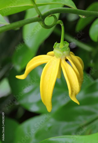 Fototapeta Naklejka Na Ścianę i Meble -  Ylang-Ylang Flowers