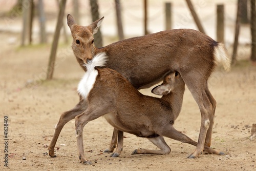 indecent deers photo