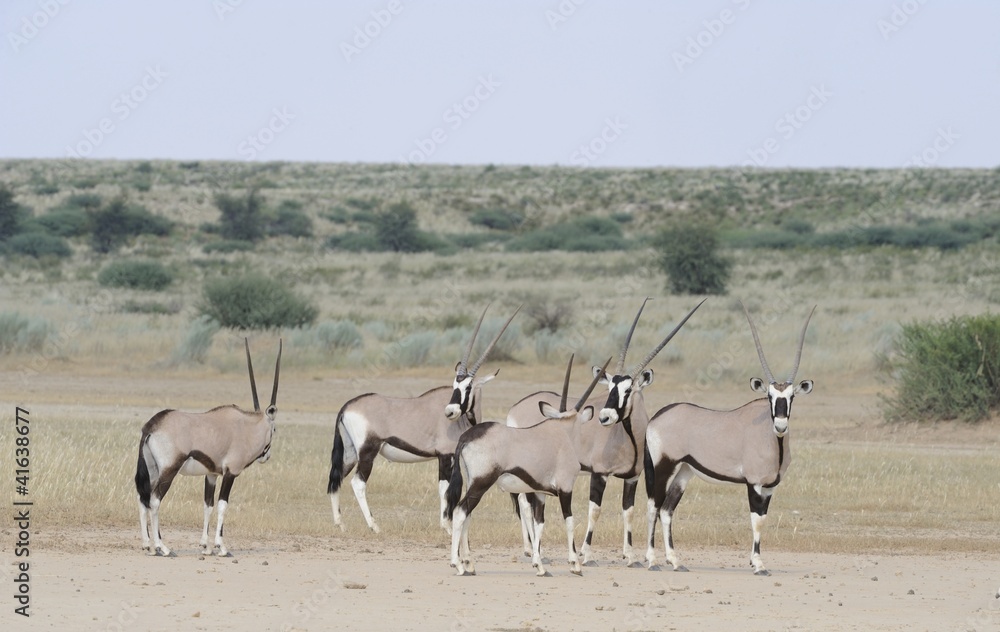 Gemsbok (Oryx gazella) in the Kalahari desert Gemsbok (Oryx gazella) in the Kalahari desert