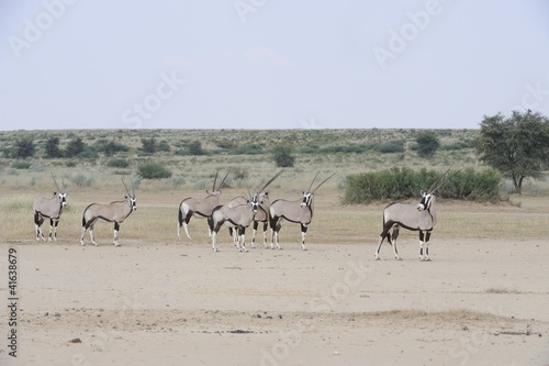 Gemsbok  Oryx gazella  in the Kalahari desert