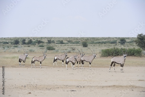 Gemsbuck  Oryx gazella  in the Kalahari desert